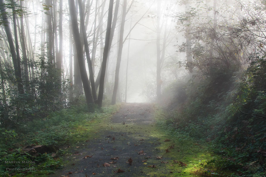 Kanada, Vancouver, Wald, Natur, Landschaftfotografie, der Beste Fotograf, Martin Matok, Nebel, Rüsselsheim am Main, Hessen, Fotografie