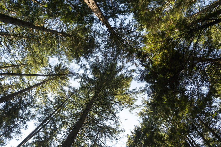 Kanada, Vancouver, Wald, Natur, Landschaftfotografie, der Beste Fotograf, Martin Matok, Rüsselsheim am Main, Hessen, Fotografie, Kunst, Bäumen,
