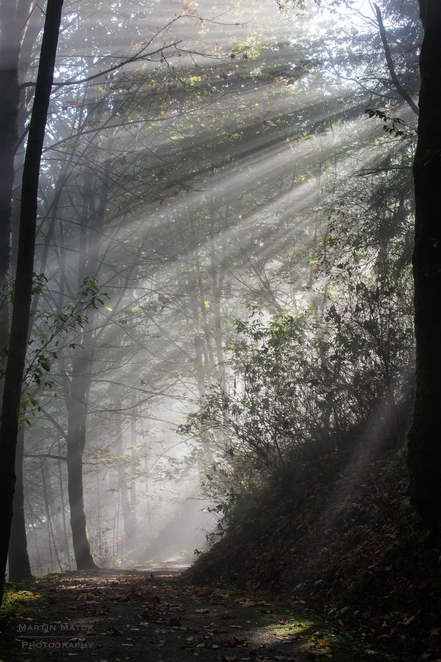 Kanada, Vancouver, Wald, Natur, Landschaftfotografie, der Beste Fotograf, Martin Matok, Nebel, Rüsselsheim am Main, Hessen, Fotografie Sonne