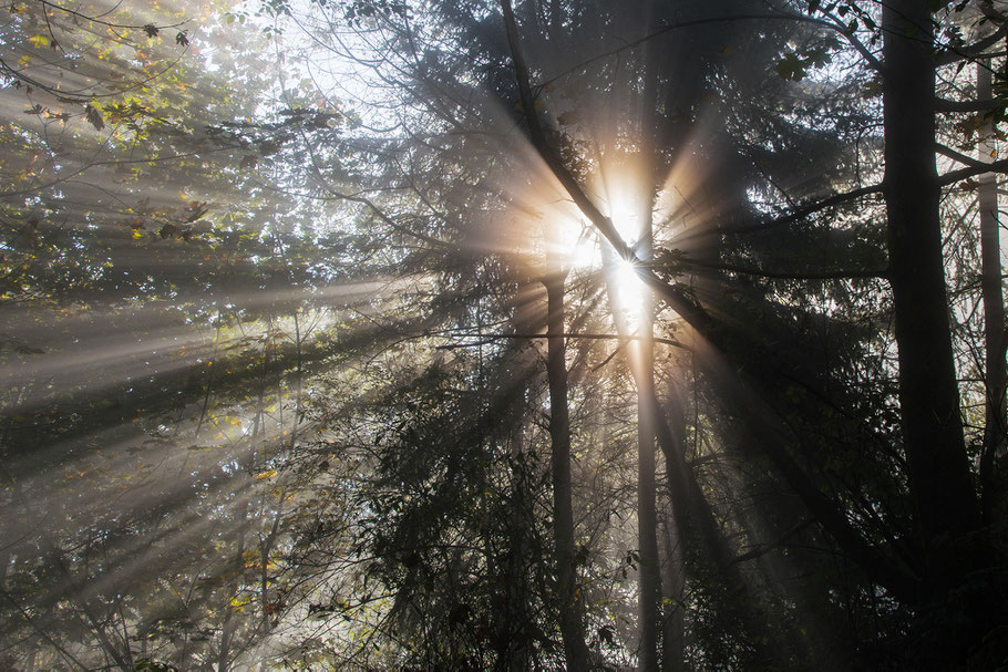 Kanada, Vancouver, Wald, Natur, Landschaftfotografie, der Beste Fotograf, Martin Matok, Nebel, Rüsselsheim am Main, Hessen, Fotografie, Sonne