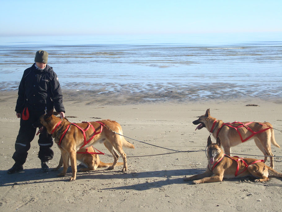 März 2014 Fahrt am Zinnowitzer Strand, Wheel Dog "Mabel" und "Kimba", Leader "Odin" und daneben "Merle"
