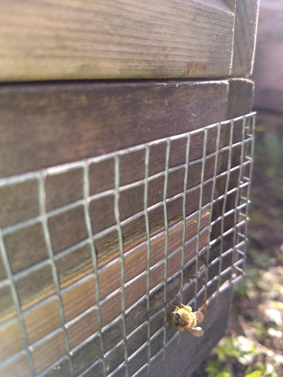 Mäusegitter gegen ungeliebte Gäste im Bienenvolk.