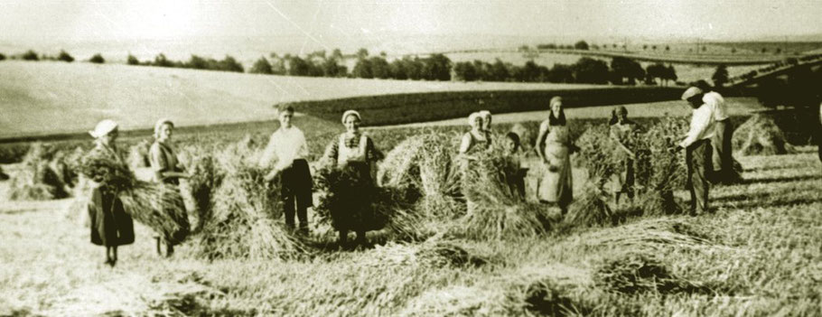 Ernte in Heynitz, 1930er Jahre, Foto: Nachlass Benno von Heynitz