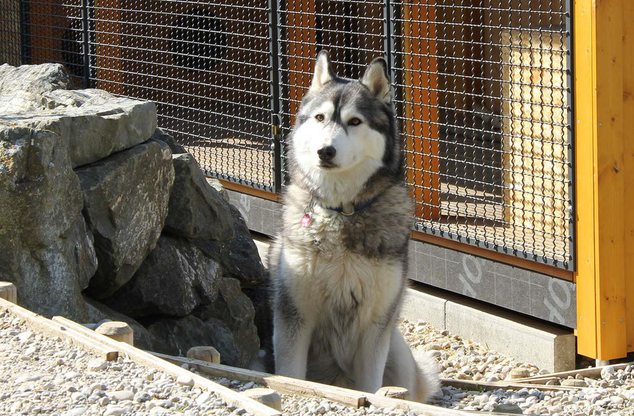 Husky Rüde Nanouk