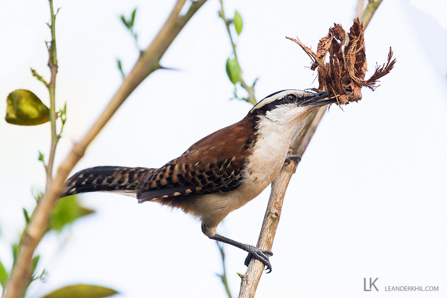 Rufous-naped Wren / Rotnacken-Zaunkönig