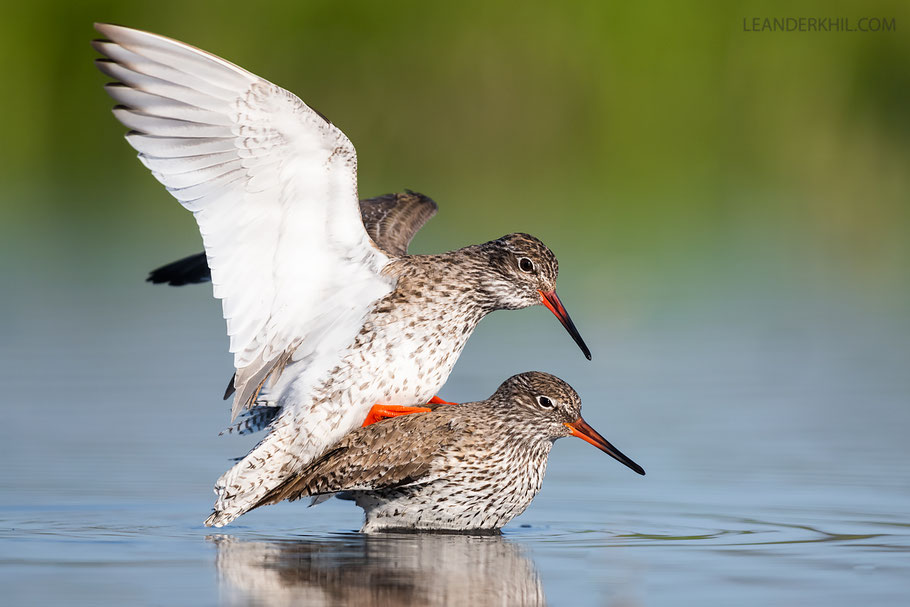 Rotschenkel / Common Redshanks