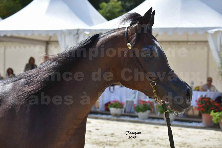 Championnat de France de chevaux Arabes à Pompadour les 19 & 20 Août 2017 - ESMAELIA AL HEVAN - Portrait