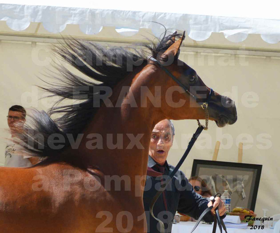 Championnat de FRANCE des chevaux Arabes à Pompadour en 2018 - SH CHARISMA  