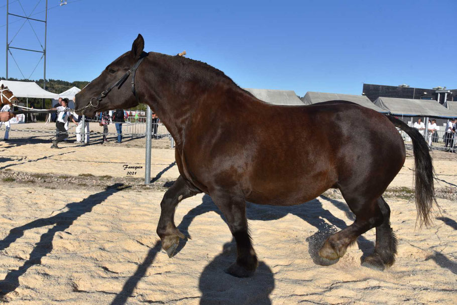 FLICKA DE LA BOULE - Jument BRETON Grande Taille - Suitée