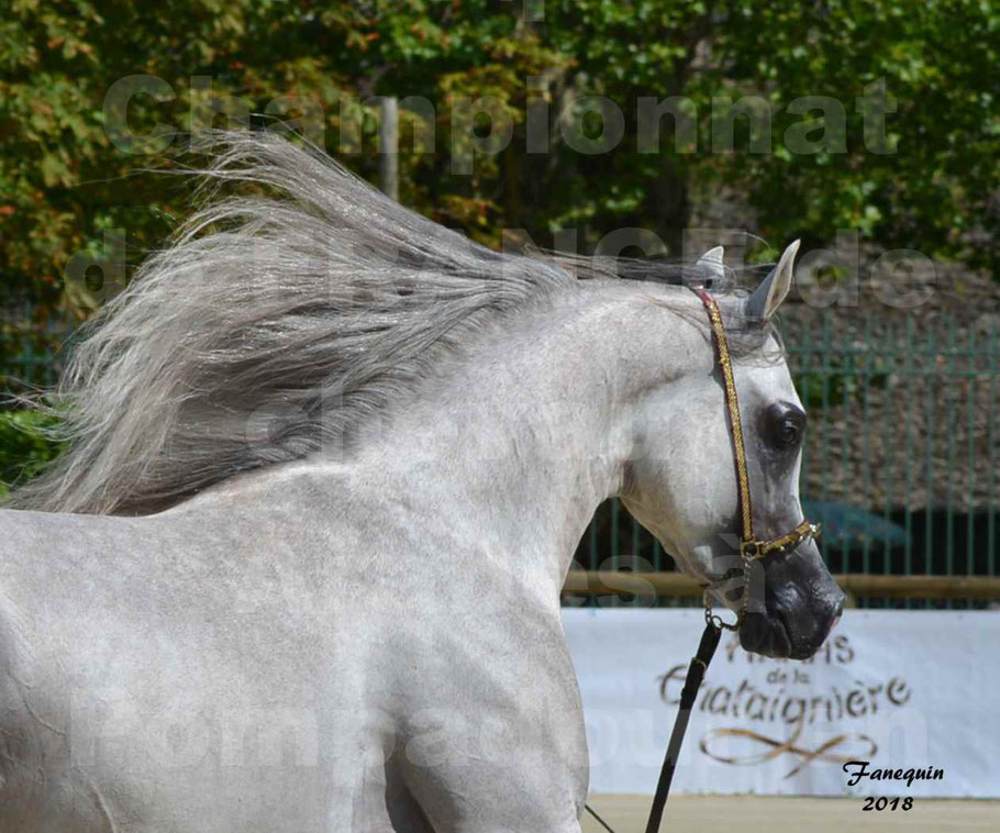 Championnat de FRANCE de chevaux Arabes à Pompadour en 2018 - SH CHAGALL 
