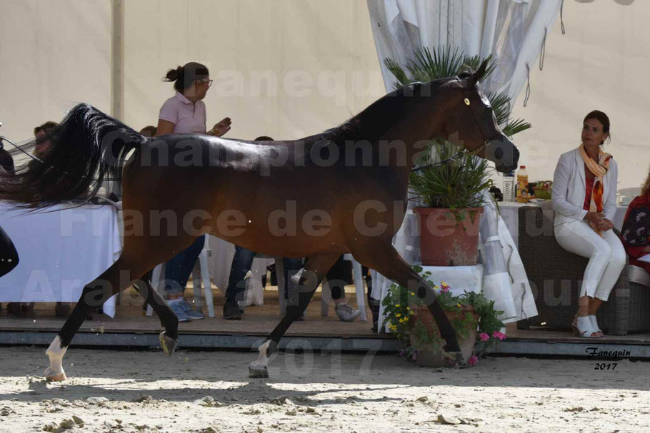 Championnat de France de Chevaux Arabes à Pompadour en 2017 - ESMAELIA AL HEVAN