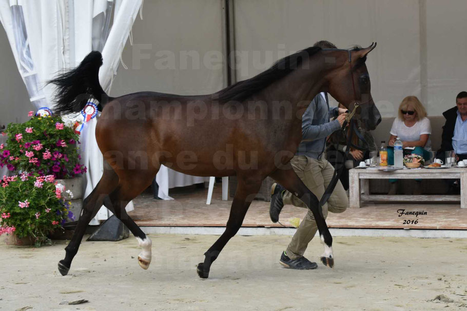 Championnat de France de Chevaux Arabes à Pompadour en 2016 - ESMAELIA AL HEVAN 