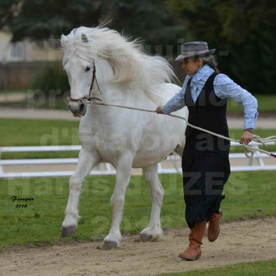 Présentation d’Étalons aux Haras d'UZES en 2016 - Présentation en longe - IOULIER DU RHONY - 