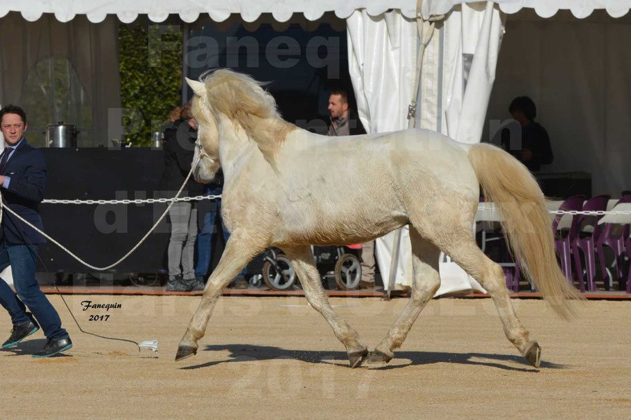 Présentation d’Étalons aux Haras d'UZES en 2017 - Présentation en longe - UTOPY - 