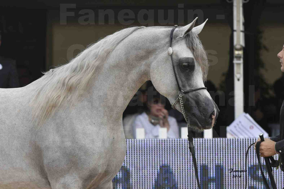 Championnat du pur-sang arabe de la Méditerranée et des pays arabes - MENTON 2016 - JALAL AL JASSIMYA - Portrait