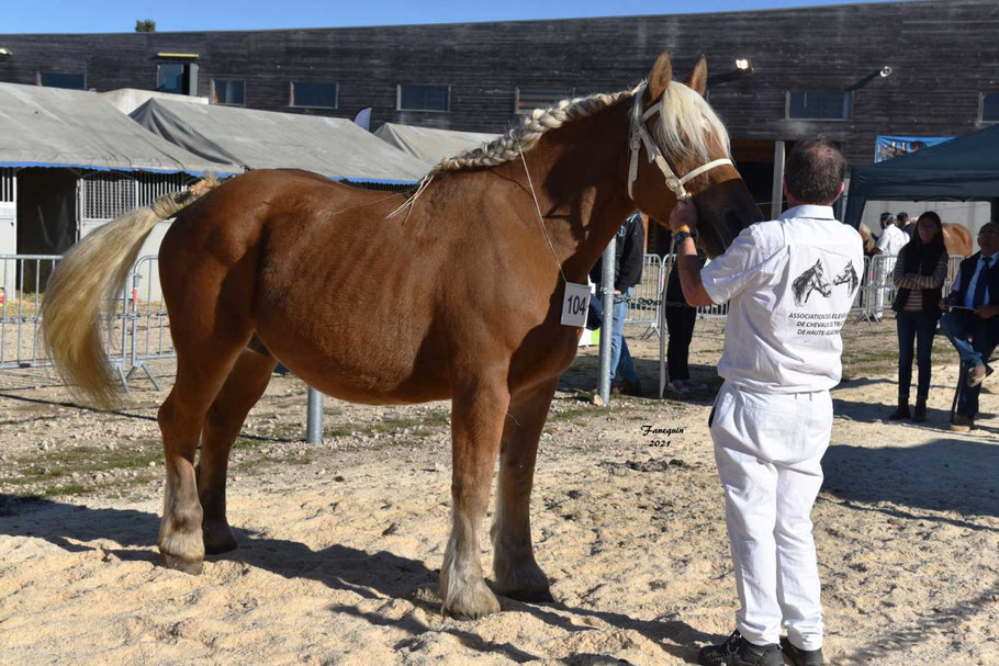 ESMERALDA DU VAL - Jument COMTOIS 7 à 8 ans - Suitée