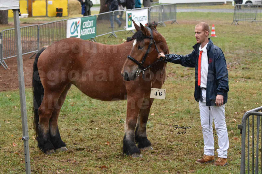 Concours Régional de chevaux de traits en 2017 - Pouliche Trait ARDENNAIS - ECLAIR D'EVIGNY 
