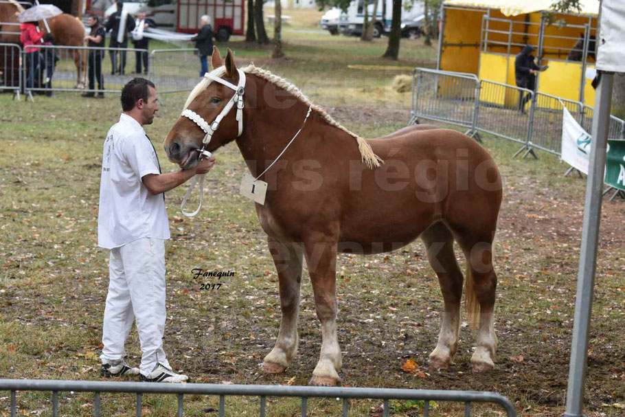 Concours Régional de chevaux de traits en 2017 - Trait COMTOIS - FAUVETTE DES BARDIS 