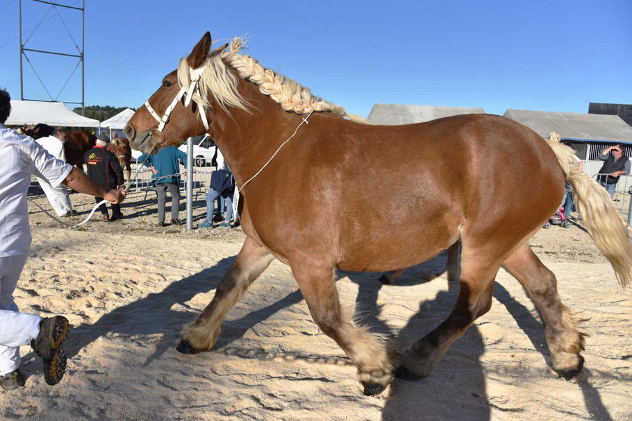 CHERRY DE ROCBIAN - Jument COMTOIS 9 ans & + Suitée