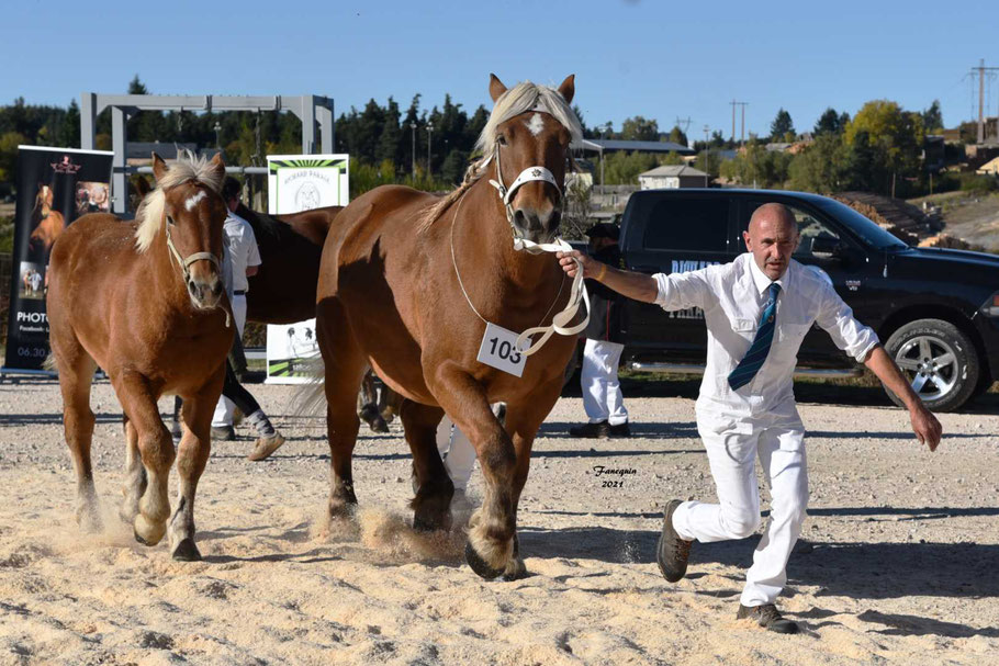 ECLIPSE DES JACOUS - Jument COMTOIS 7 à 8 ans - Suitée