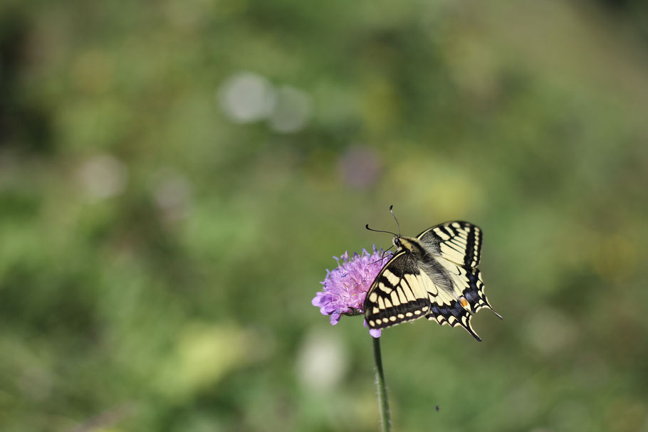 Kleinwalsertal 2016