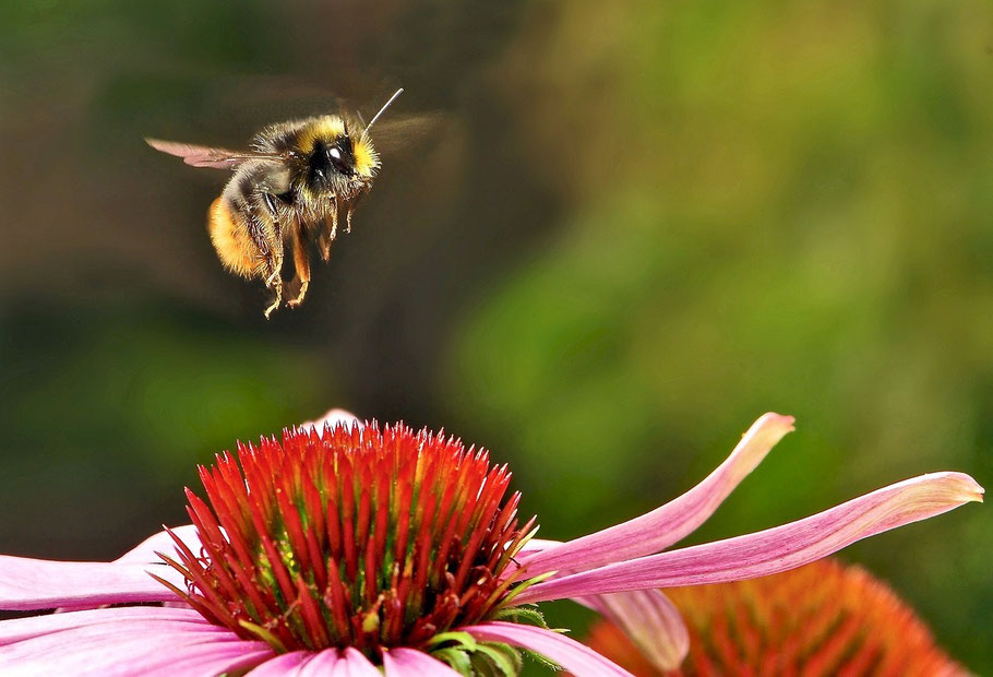 Lecker Echinacea