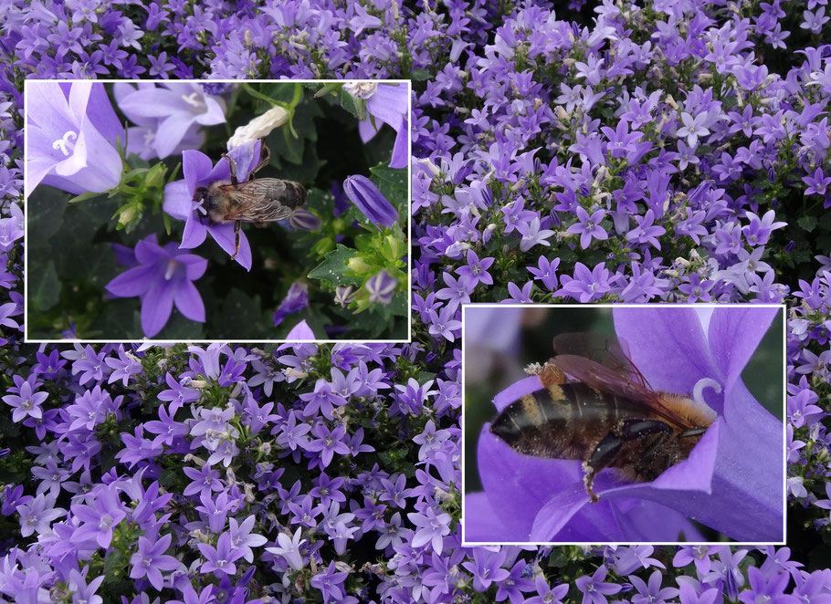 Bild: Bienen und Hummel fliegen summend durch den Garten, auf der Suche nach dem süßen Nektar in der Glockenblume. Wilkommen am gedeckten Tisch!