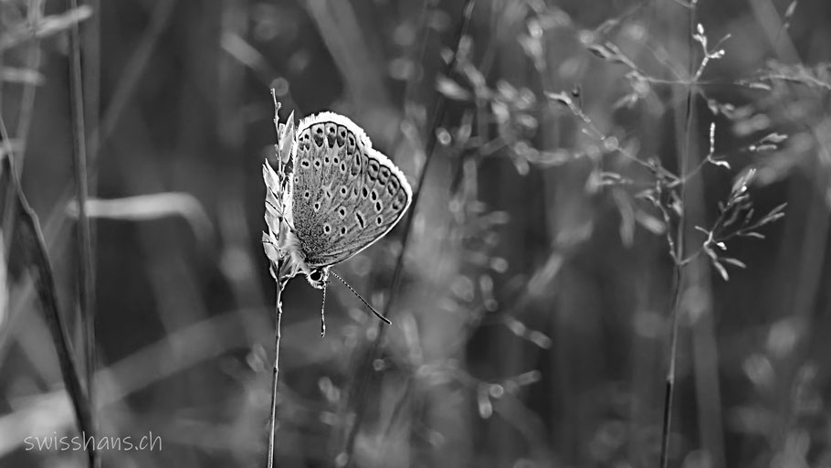 Schmetterling auf einem Grashalm im Altstätter Riet