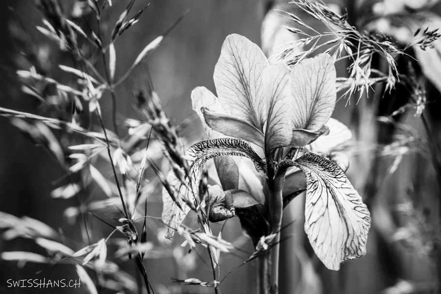Iris Blüte im Bangser Riet