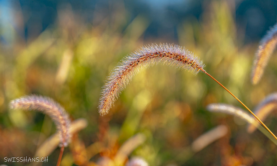 grashalm-riet-baffles