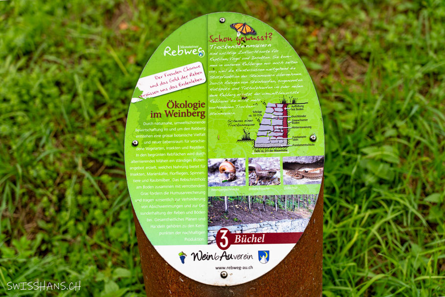 Infotafel am Monsteiner Rebweg zum Thema Weinbau
