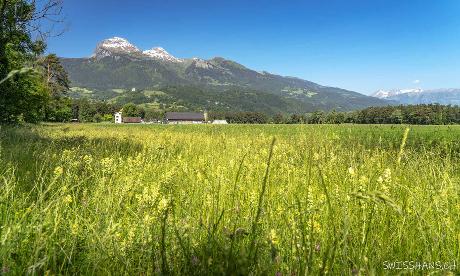 weite-heuwiese-blumenwiese