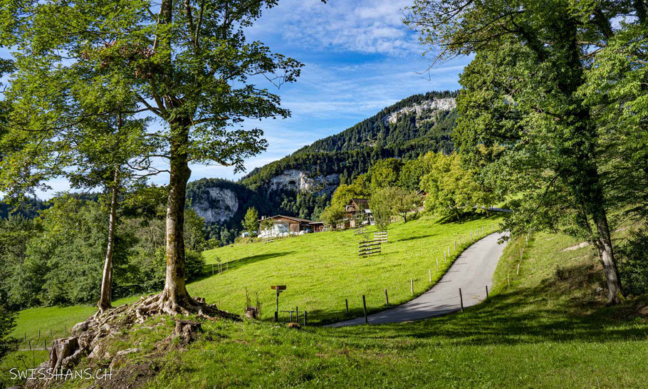 Weiler Stein, Oberriet mit Wiesen, Bäumen, Bauernhof und Berg