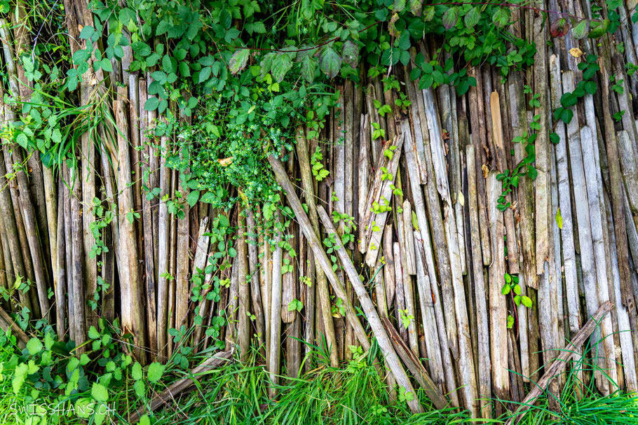Holzpfähle für die Reben werden von grünen Ranken überwachsen.
