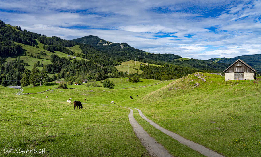Alp auf dem Kienberg, Oberriet mit Alphütte und Rindern
