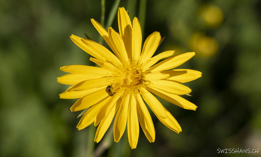blüte-gelb-käfer