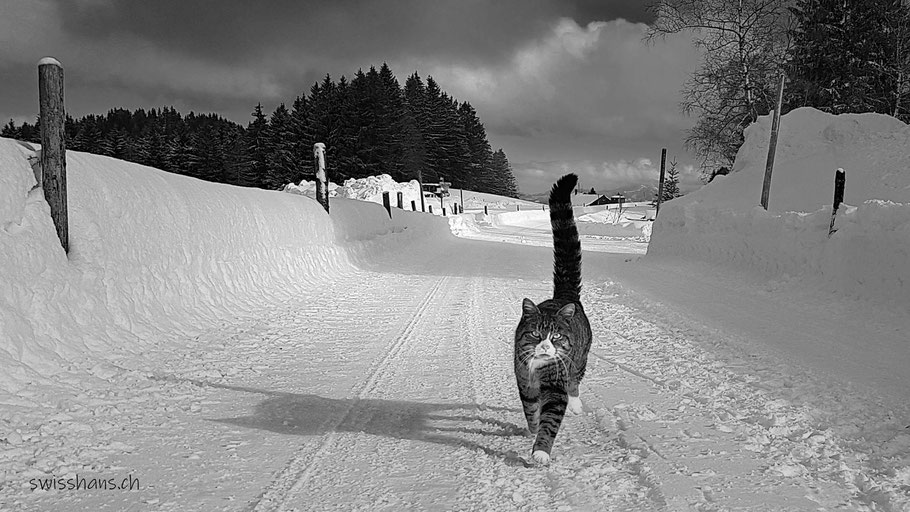 Katze läuft auf dem verschneiten Weg mit erhobenem Schwanz