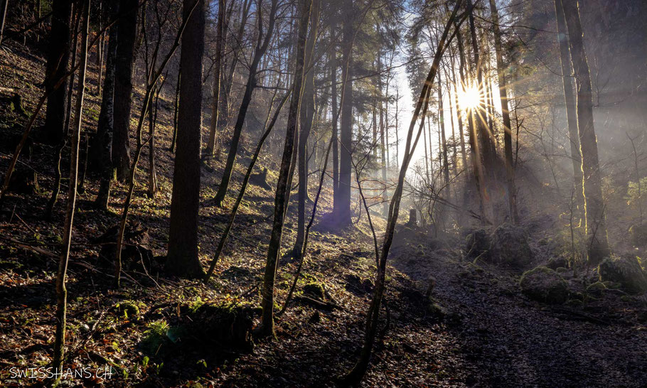 götzis-wald-sonnenstern