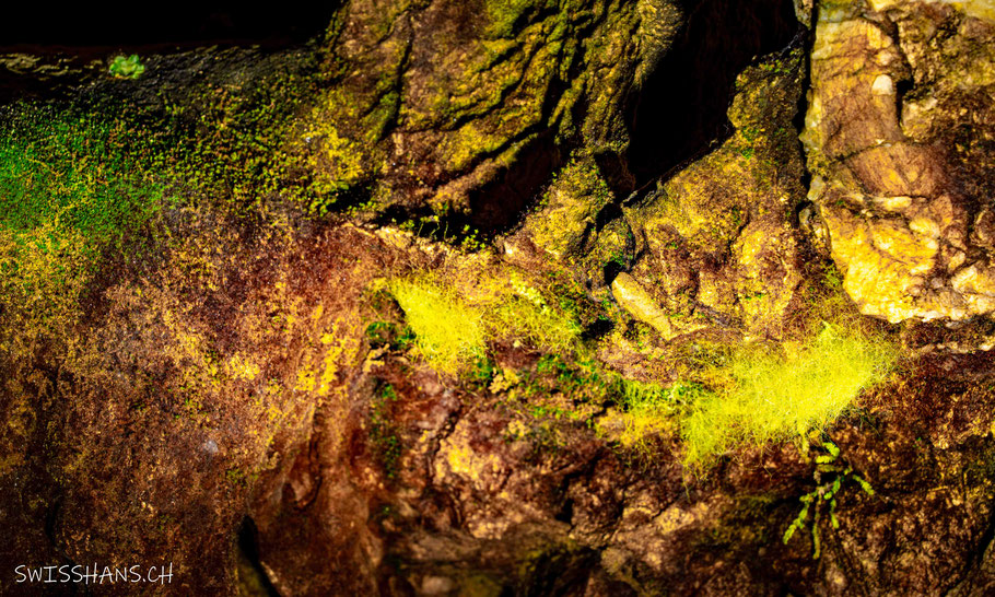 Zartes Moos an den Felsen in der Kristallhöhle Kobelwald, Oberriet
