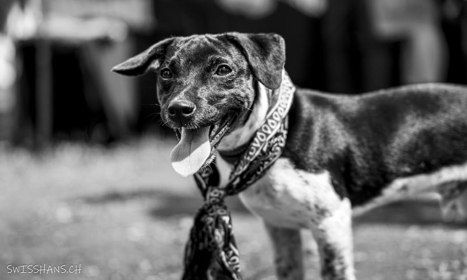 Ein mittelalterlich geschmückter Hund am Mittelalterspektakel in Altstätten.