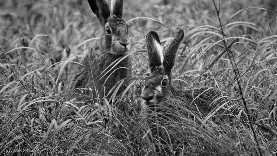 Zwei Feldhasen sitzen im trockenen Gras