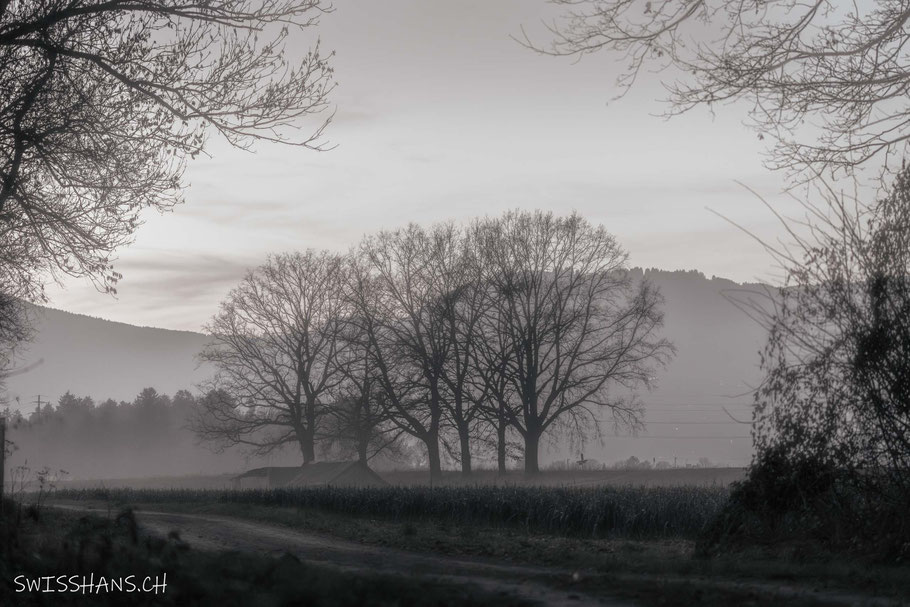 Baumgruppe im feinen Nebel