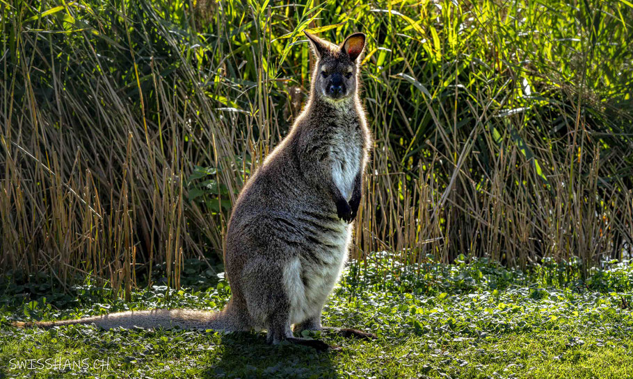 bennet wallaby-känguru-erlebnisbauernhof steigmatt-montlingen