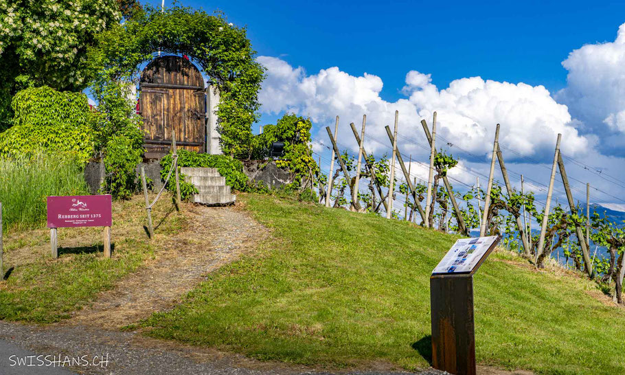 Themenweg Industrieweg Rheintal mit Infotafel 15 beim Schloss Weinstein mit Reben in Marbach