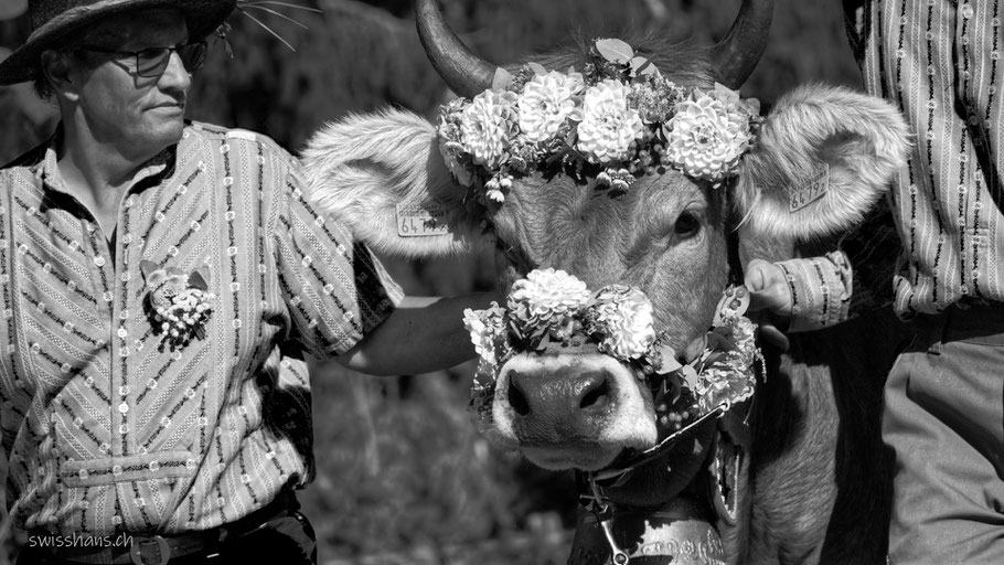 Bauer mit Blumen geschmückter Kuh am Wyden-Alpaufzug in Balgach