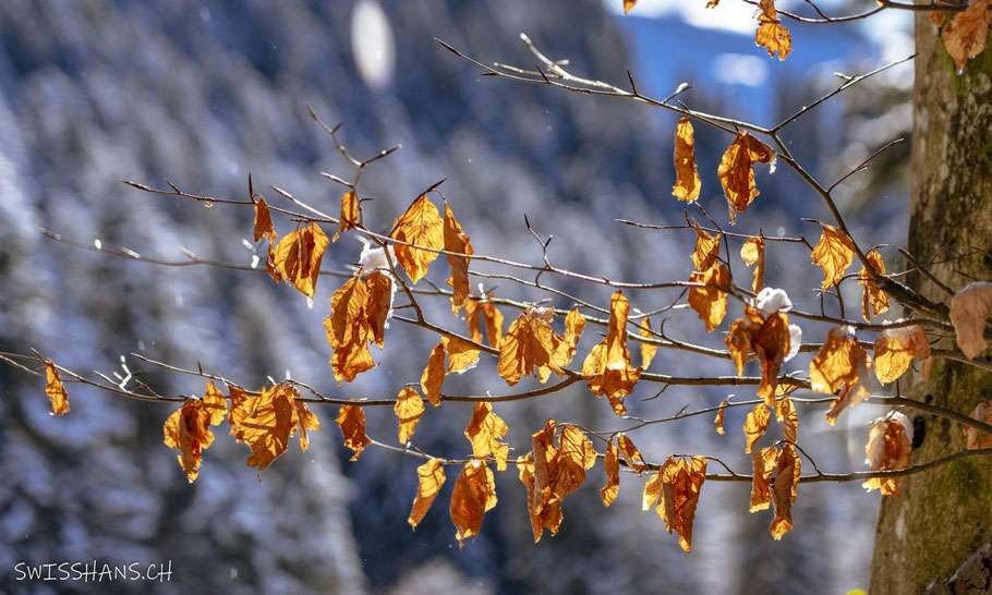 buchenblätter im winter