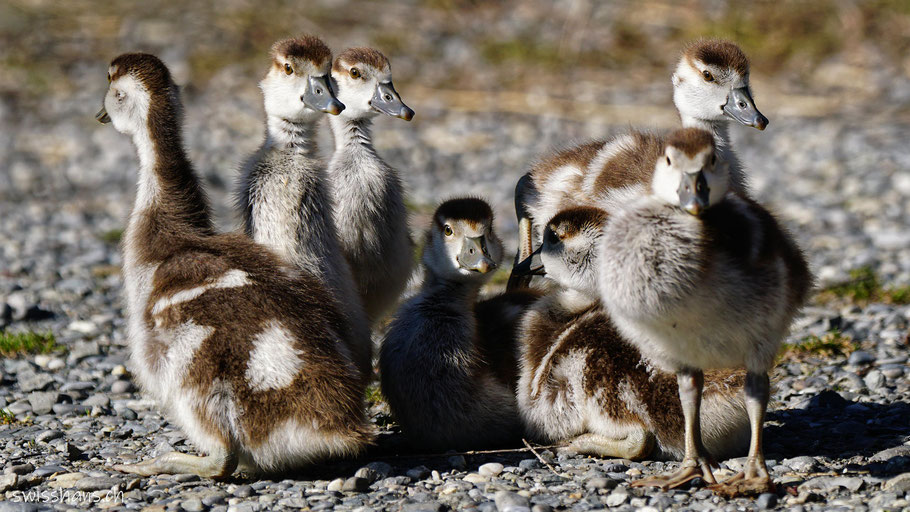 Sieben junge Nilgänse posieren auf einer Kiesfläche bei Diepoldsau