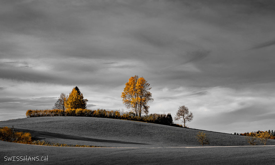 Herbstliche Landschaft mit geschwungenen Linien und orangen Bäumen