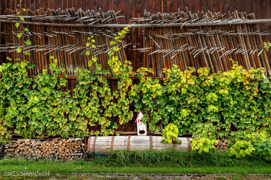 Holzwand mit altem Bschüttifass und Rebstecken