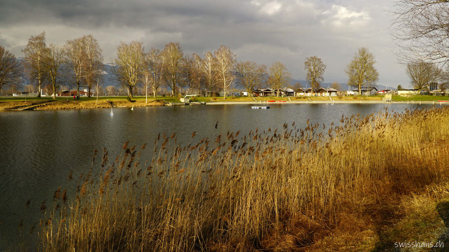 Baggersee Kriessern mit Schilfgürtel und Baumallee